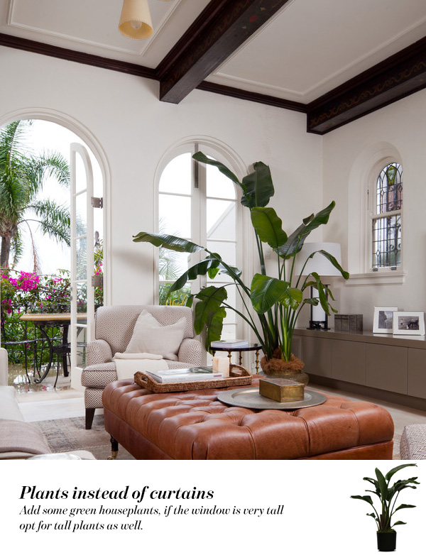 Plants instead of curtains