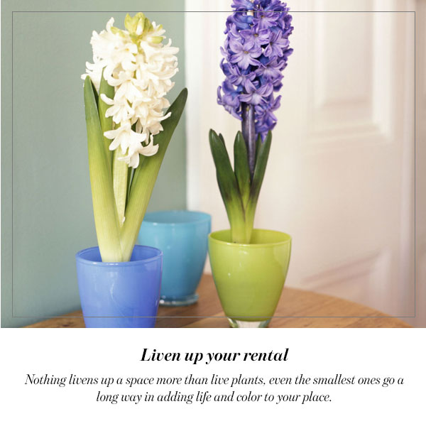 Liven up your rental