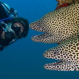Seeing Blue: 7 of the most amazing diving sites in GCC region